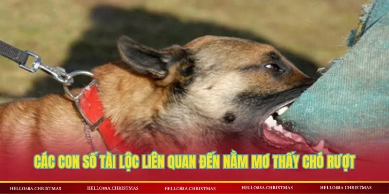 Các con số tài lộc liên quan đến nằm mơ thấy chó rượt