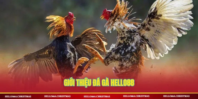 Giới thiệu đá gà HELLO88