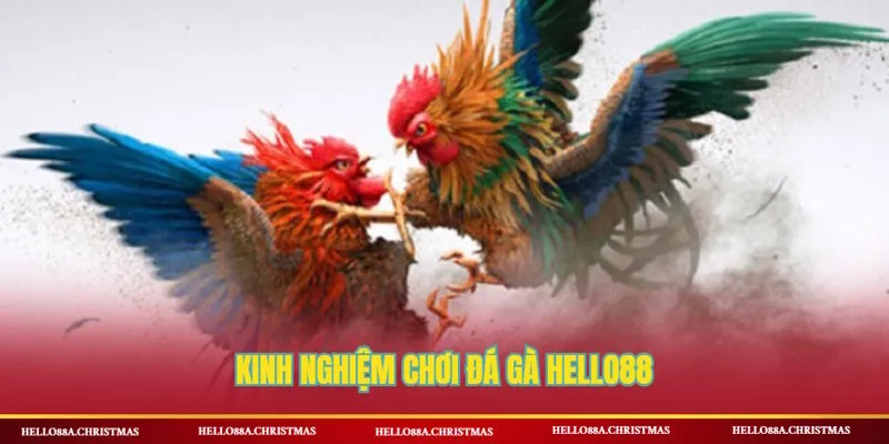 Kinh nghiệm cực hay chơi đá gà HELLO88
