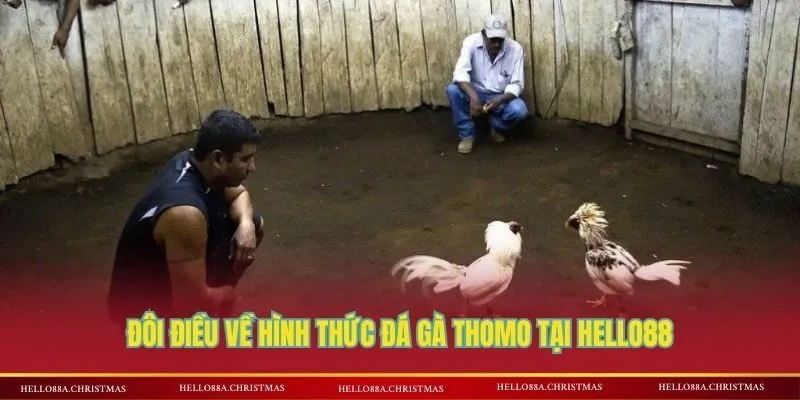 Đôi điều về hình thức đá gà Thomo tại HELLO88