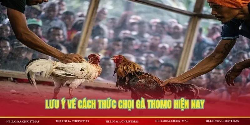 Lưu ý về cách thức chọi gà Thomo hiện nay