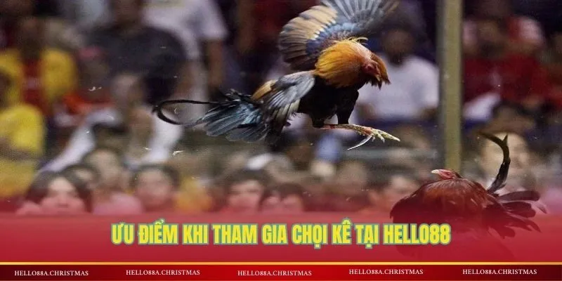 Ưu điểm khi tham gia chọi kê tại HELLO88