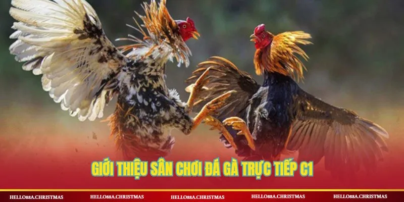 Giới thiệu đấu trường đá gà trực tiếp C1