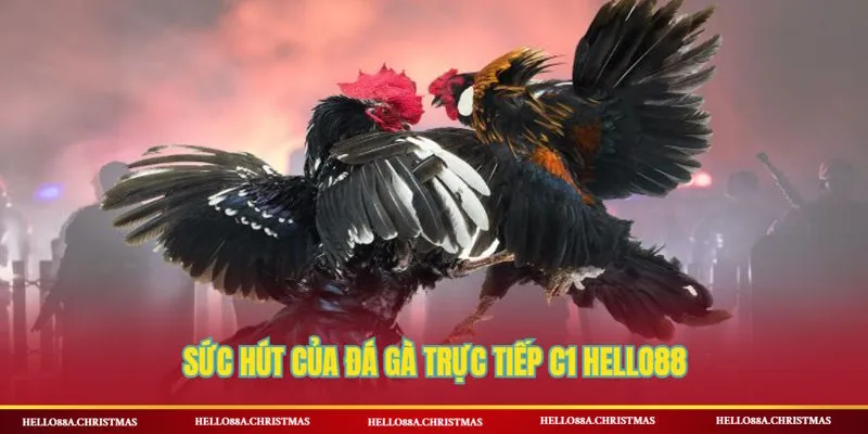 Đá gà trực tiếp C1 và những đặc điểm thu hút người chơi