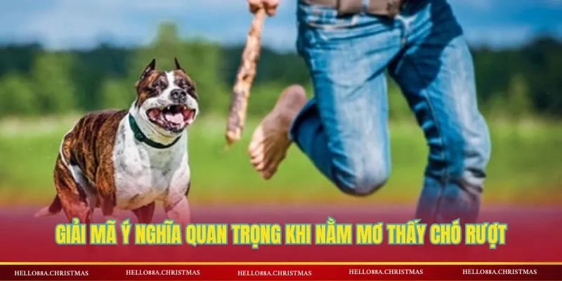 Giải mã ý nghĩa quan trọng khi nằm mơ thấy chó rượt