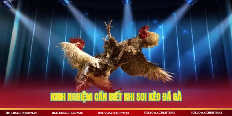 Kinh nghiệm mà người chơi soi kèo đá gà cần lưu ý