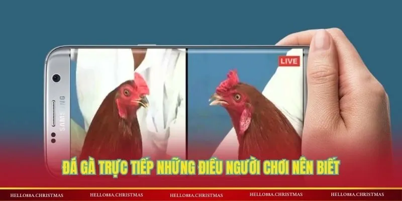Đá gà trực tiếp những điều người chơi nên biết