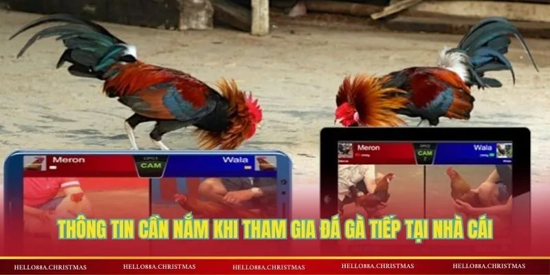 Thông tin cần nắm khi tham gia đá gà tiếp tại nhà cái