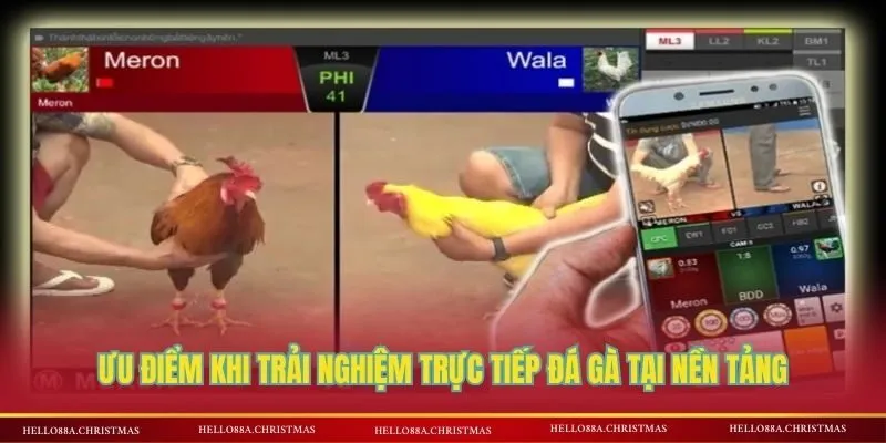 Ưu điểm khi trải nghiệm trực tiếp đá gà tại nền tảng