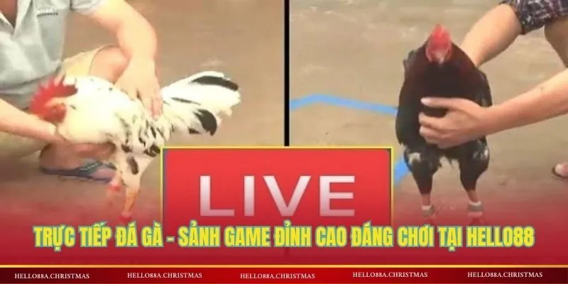 Trực tiếp đá gà